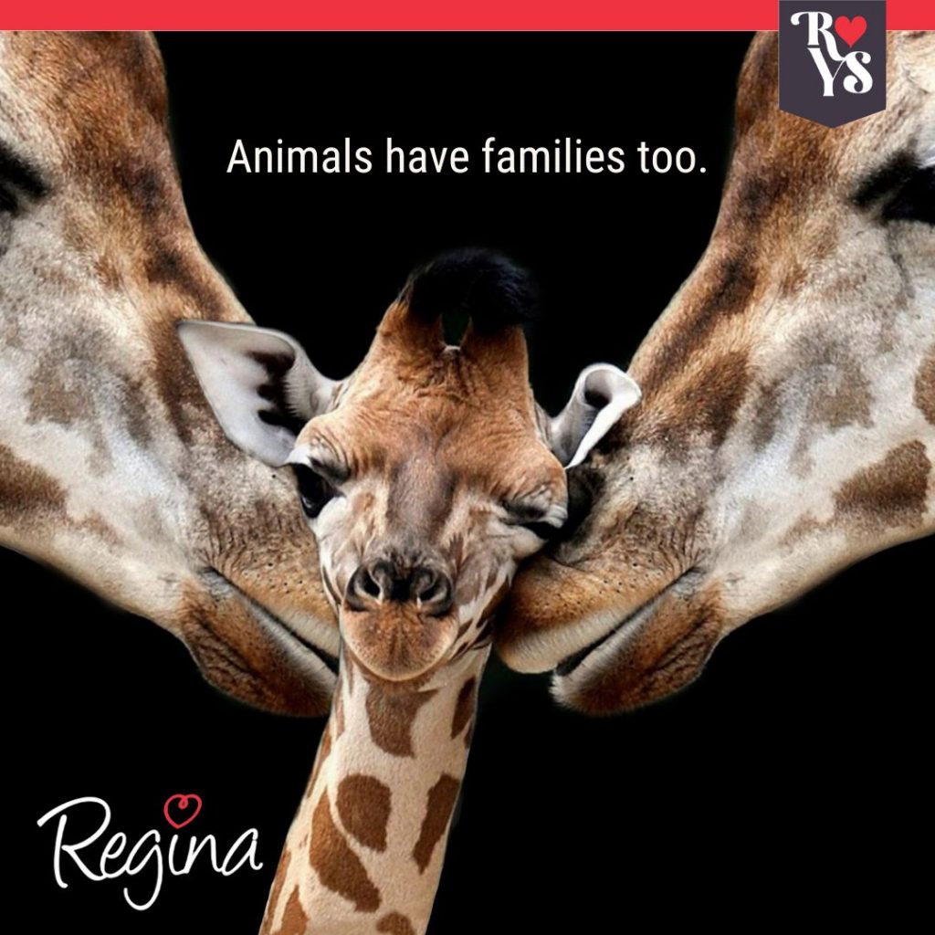 Animals have families - Copy